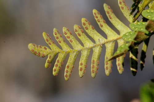 Pleopeltis polypodioides #1